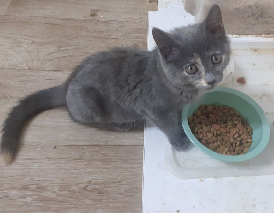 Продам Чистокровную Британку.