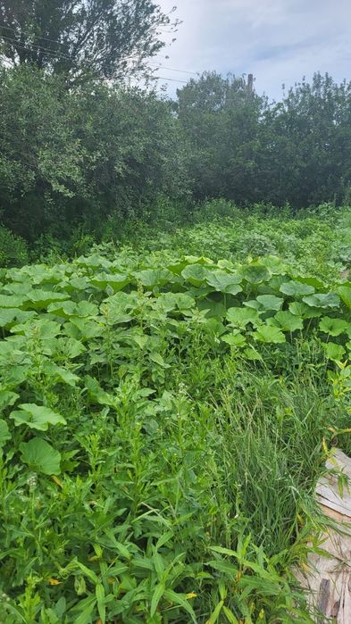 Дачный участк  земля