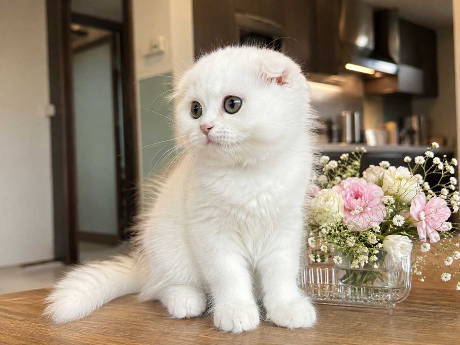Pisicuță albă Scottish Fold Longhair, cu Pedigree