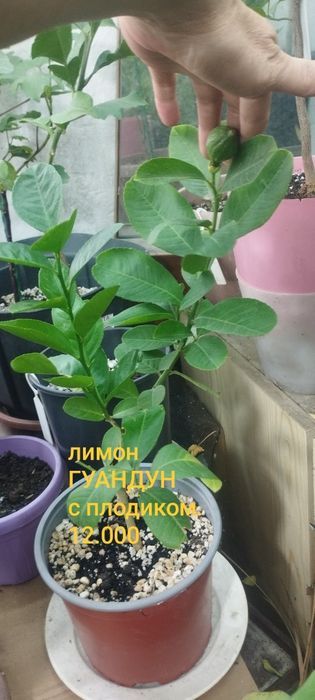 Комнатные растения