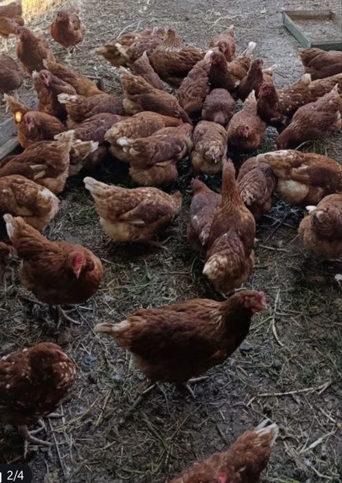 Домашние куры несушки и цыплята