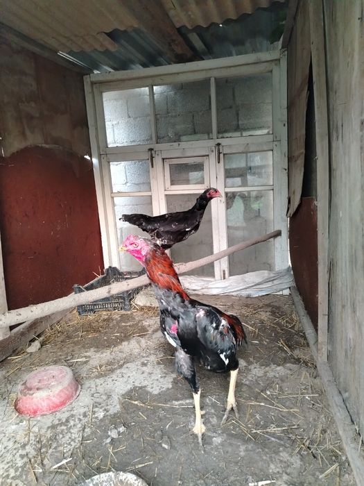 dakan xorozi sotiladi