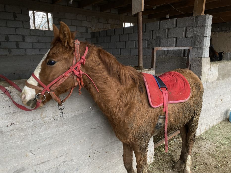 Тай сатылады срочно