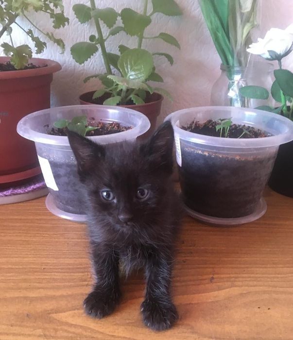 Отдам красивого котенка