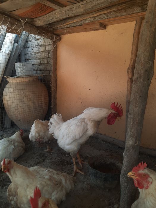 Bruller tovuq 5 kg go'shti bor