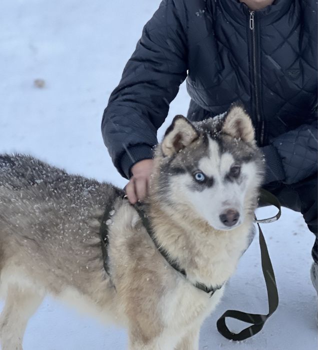 Собака хаски