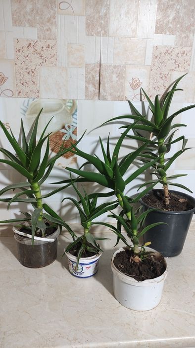 Алоэ комнатное растение цветы