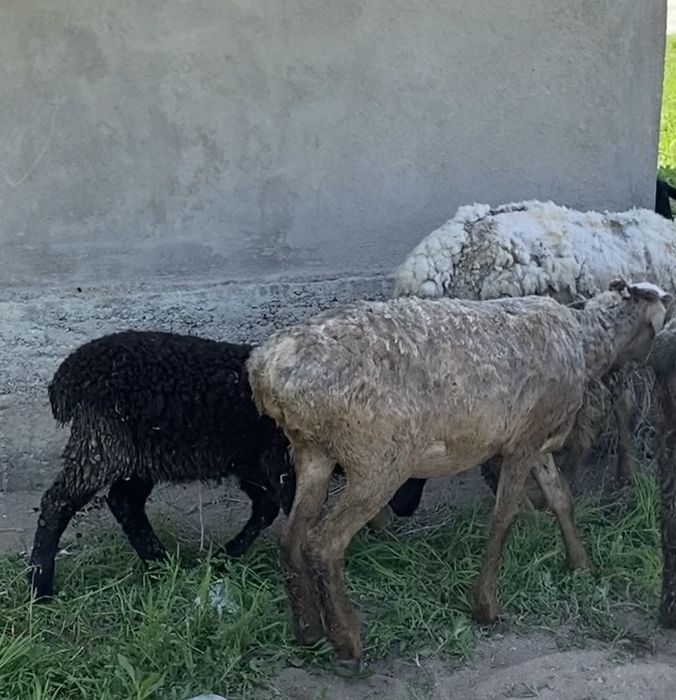 Продам баранов.