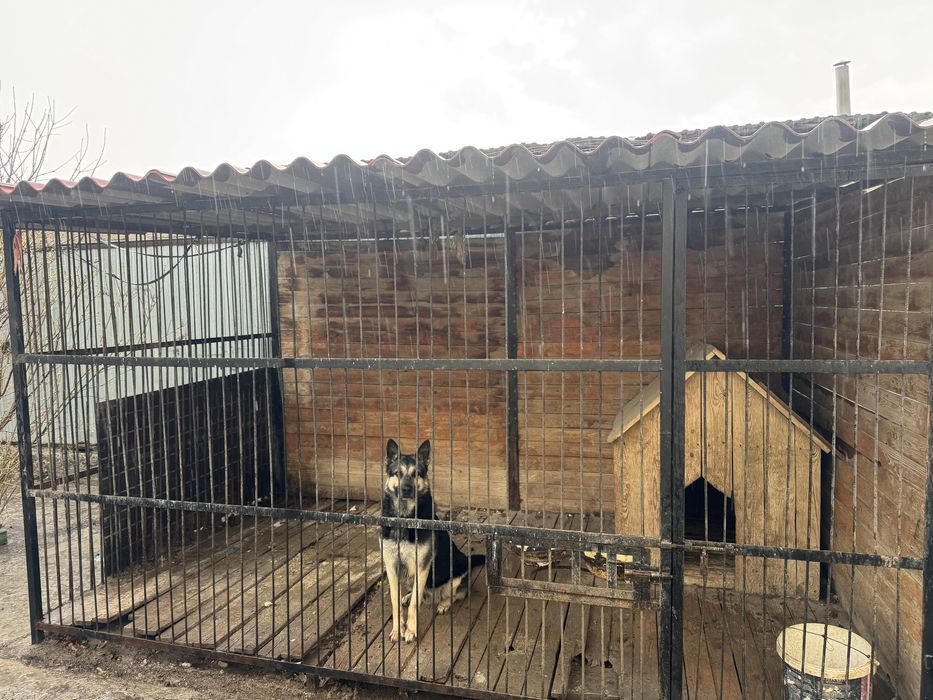 Собака  европейц