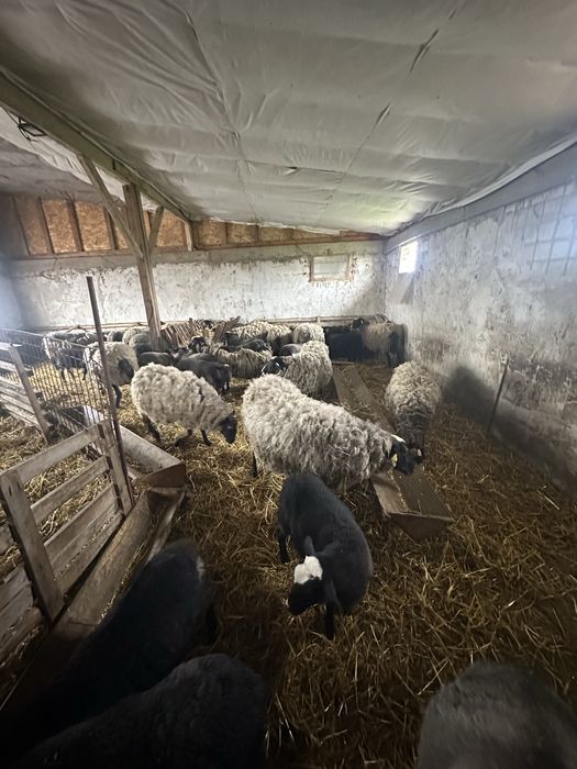 Vand 1 berbec romanov