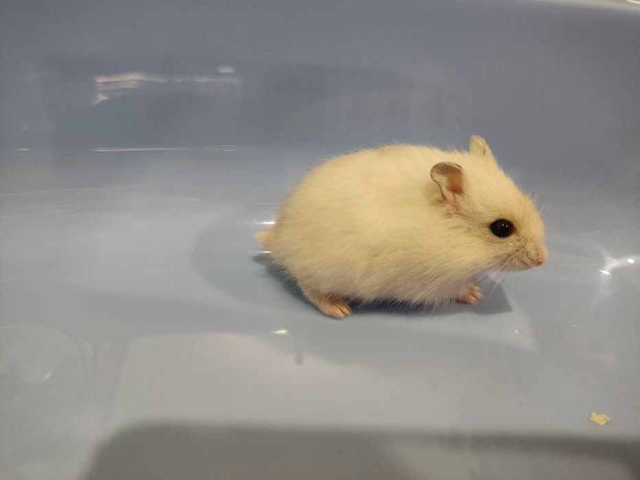 Мини хамстерчета