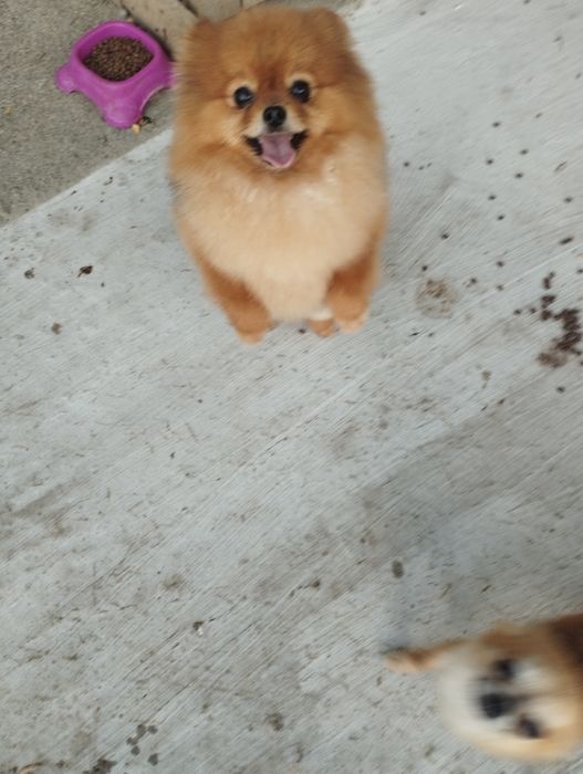 Померан уникално момче