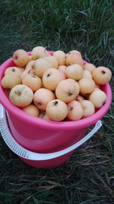 Продам дачу в обществе Ромашка