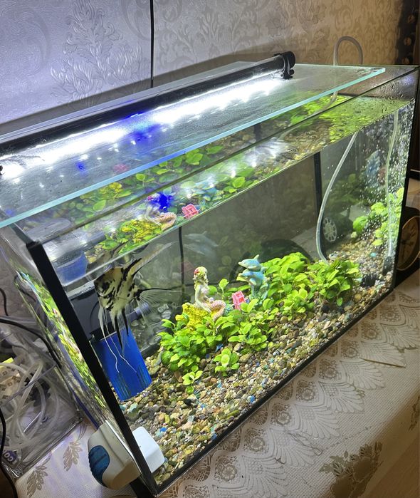 Аквариум квадратный размером 50x30х35