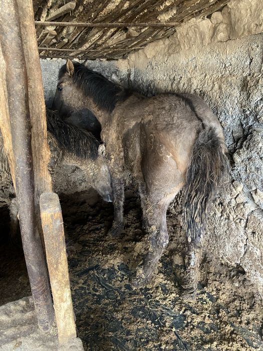 Бордакы тайлар 2бас