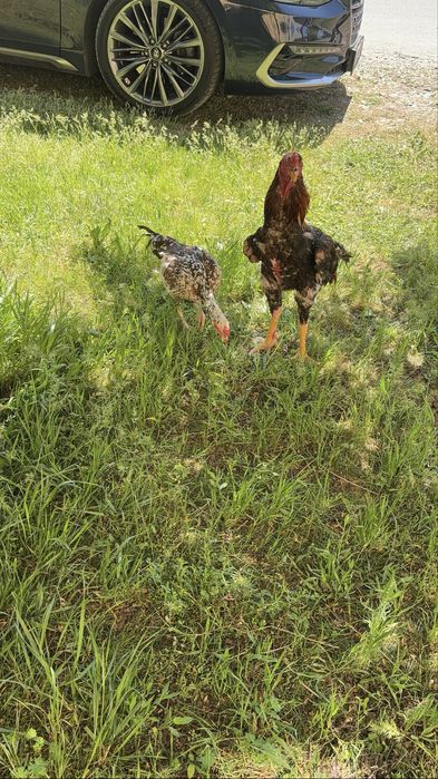 Бойцовский пара 15000 тг