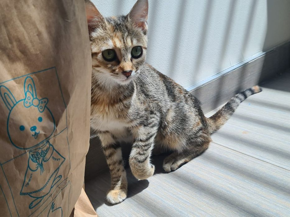 Шарено коте търси дом