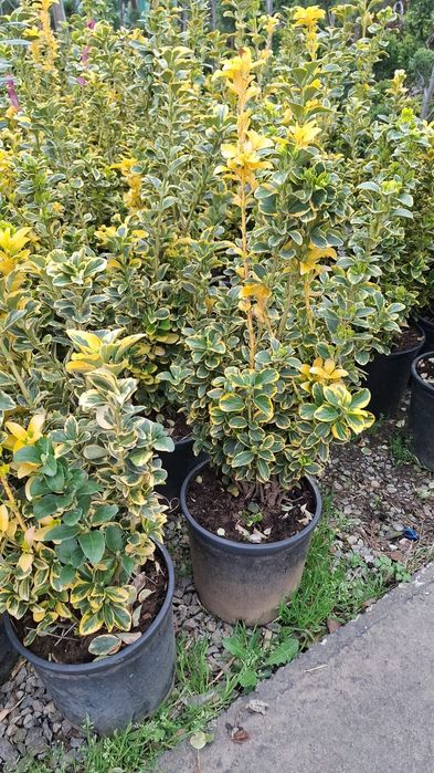 Vând plante ornamentale și livrez