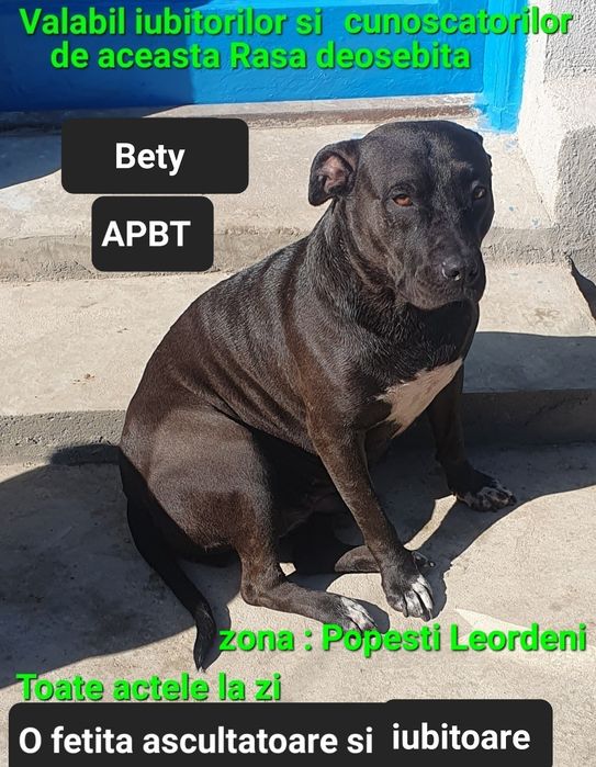 O fetita AmericanPBT doar aici