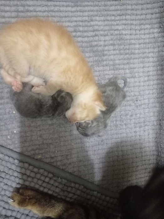 Котята  через 2 месяца