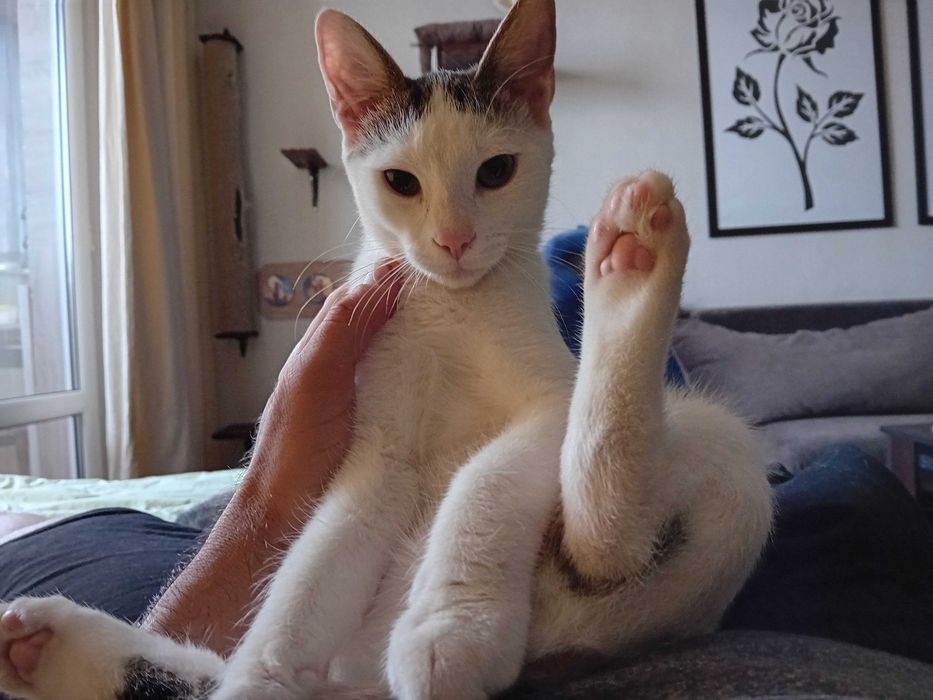 Мъжко коте търси дом