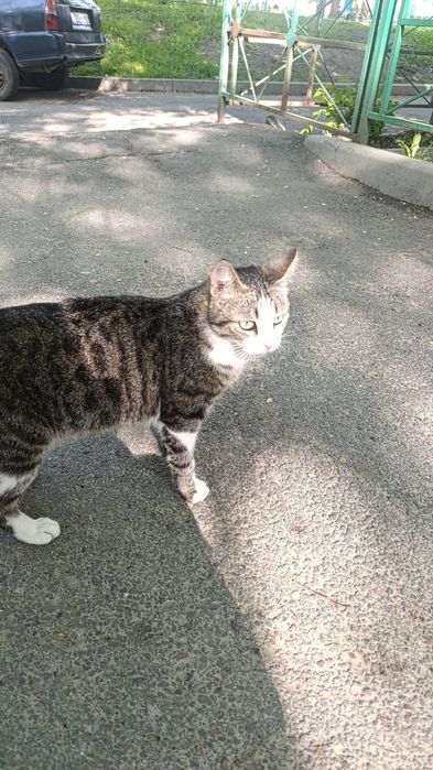 Кошечка в добрые руки