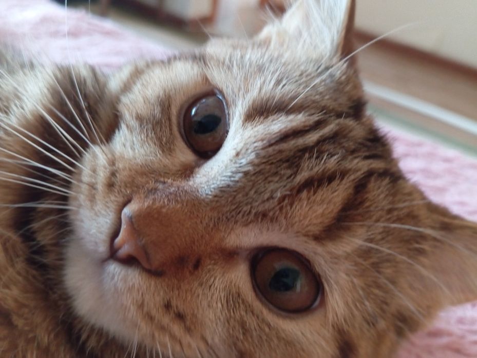 Отдам бесплатно кошку и кота