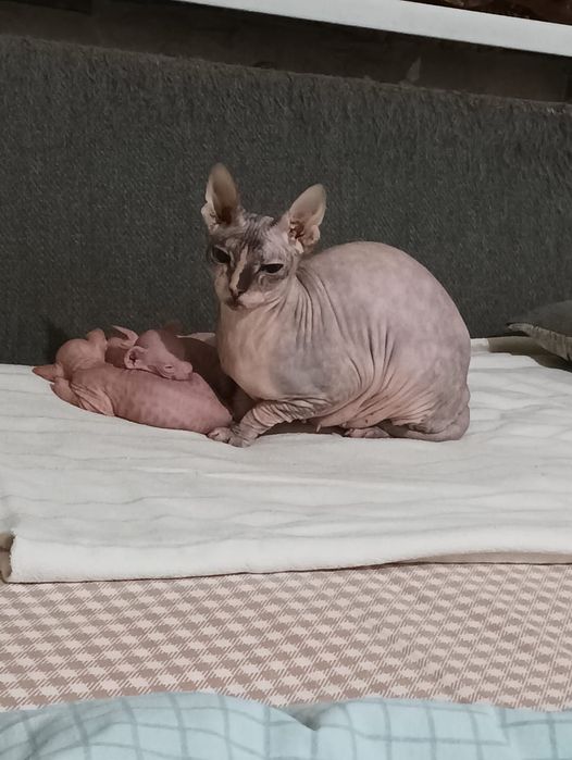 Канадский сфинкс