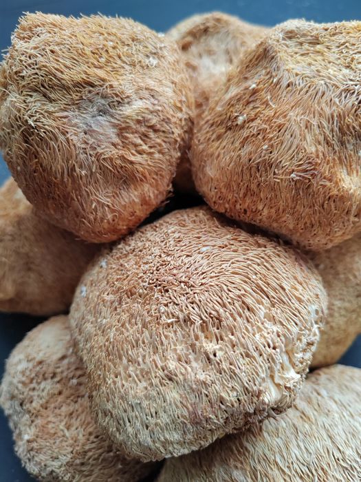 Гриб ежовик гребенчатый