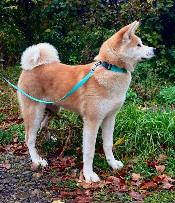Femelă Akita Inu de 6 luni loială echilibrată iubitoare