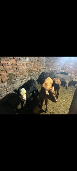 Продам телят ТЕЛЯТА