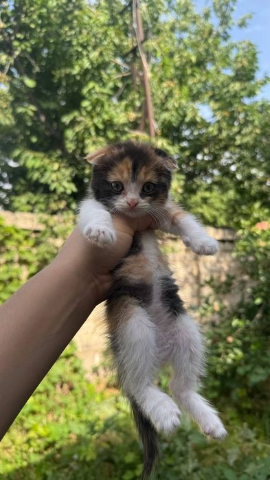 Продаётся котята вислоухие