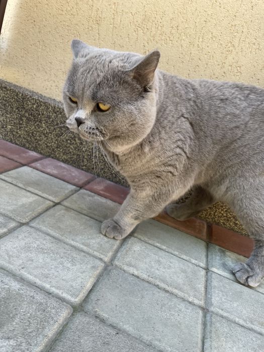 De vanzare  mascul British Shorthair