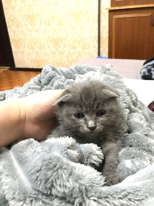 Продается котенок