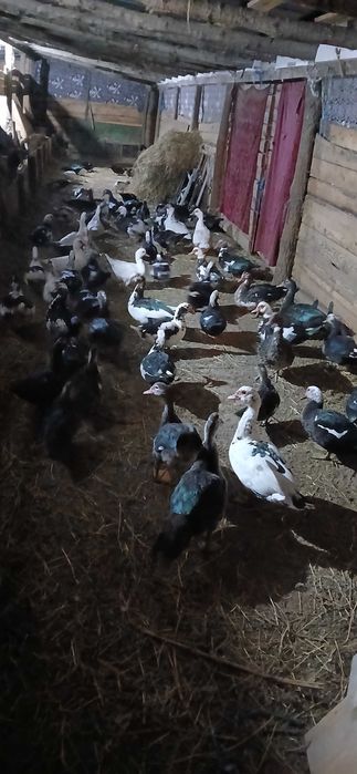 Rațe mute de vânzare, 70 lei bucata