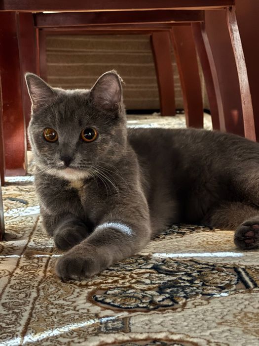 Кошка Скоттиш Страйт