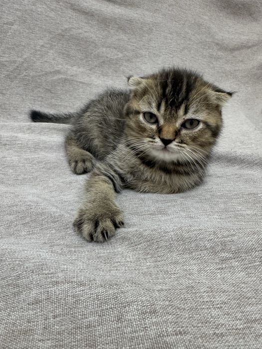 Котенок скотиш фолд