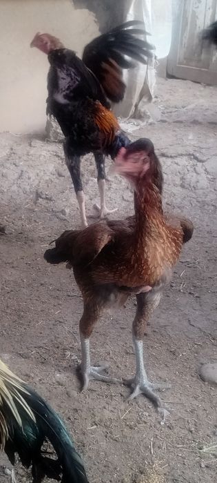 Продаются куры дакан вьетнам