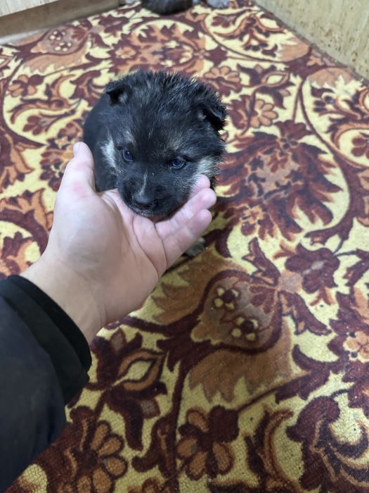 Продам и отдам в хорошие руки щенят