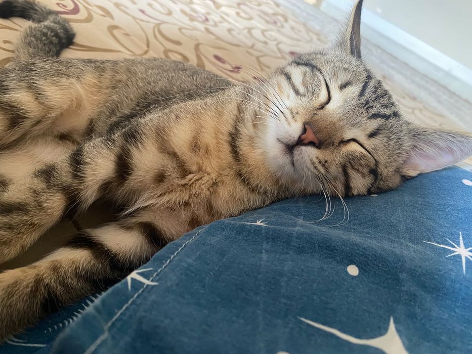 Одам котят в хорошей руке