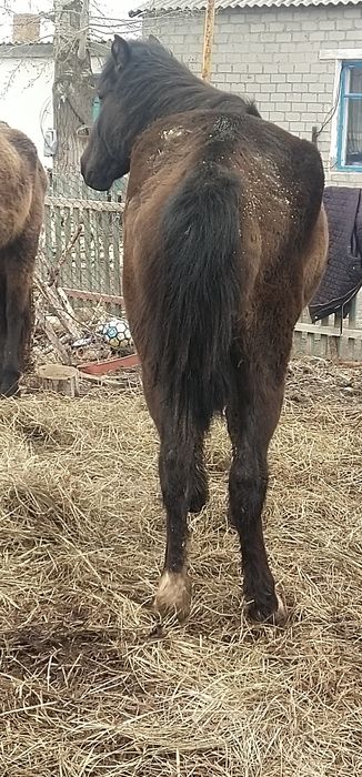 Кобыла возрос 6лет