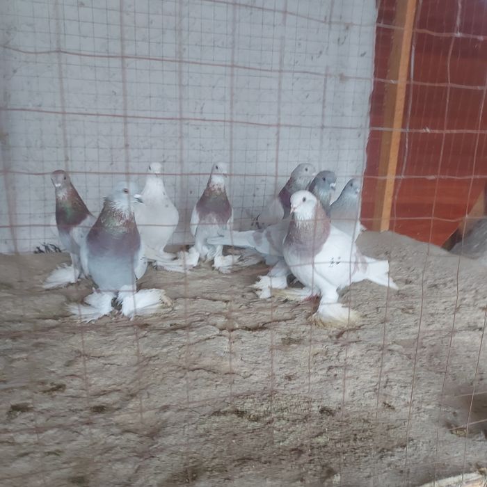 Рантовые лет игра разные