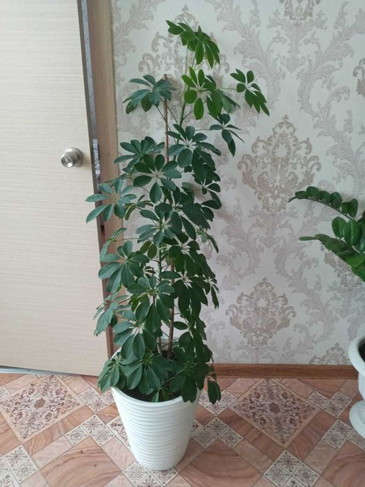 Продам комнатные растения