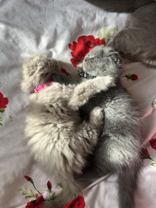 Pisoiasi britsh scotish dragalași