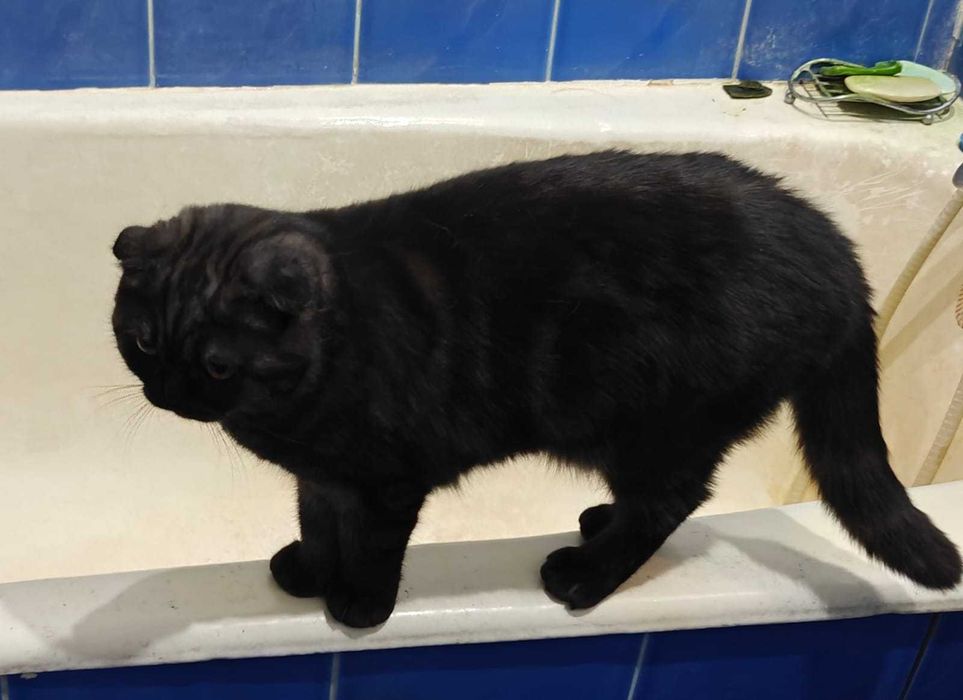 Кот шотландский девочка