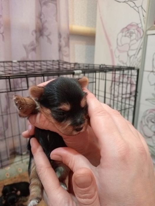 Йоркширский терьер