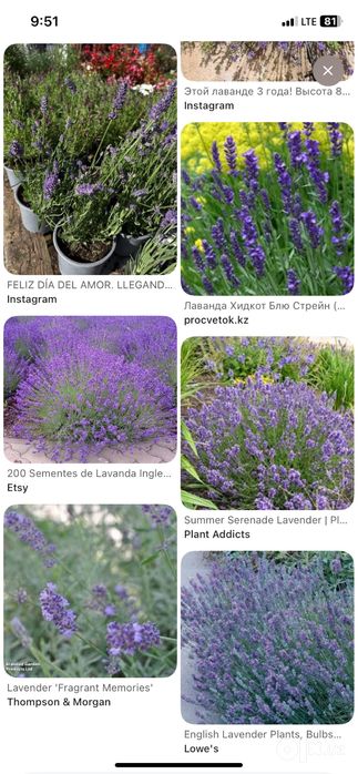 Lavanda kochati bor 4 xil