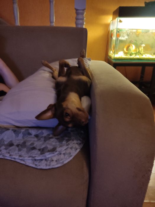 Пропала собака !!!