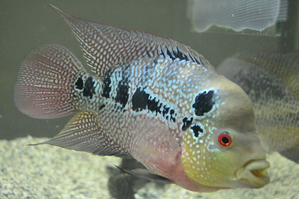 Фловер хорн цихлиды