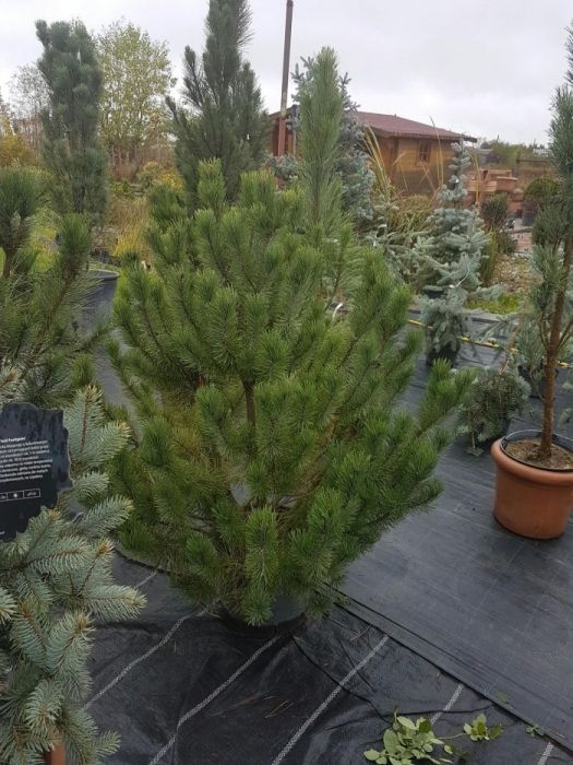 PEPINIERA/ mesteacan, platan, tei, magnolia, tuia, pin, platan, tuia